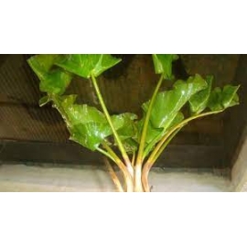 Planta N Nuphar Japonica no vaso