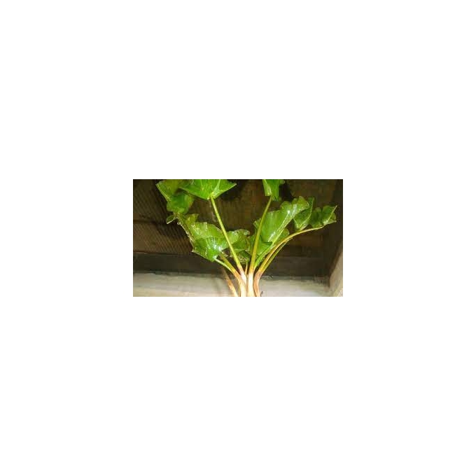 Planta N Nuphar Japonica no vaso