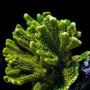 CORAL MONTIPORA CONFUSA PQ