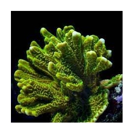CORAL MONTIPORA CONFUSA PQ