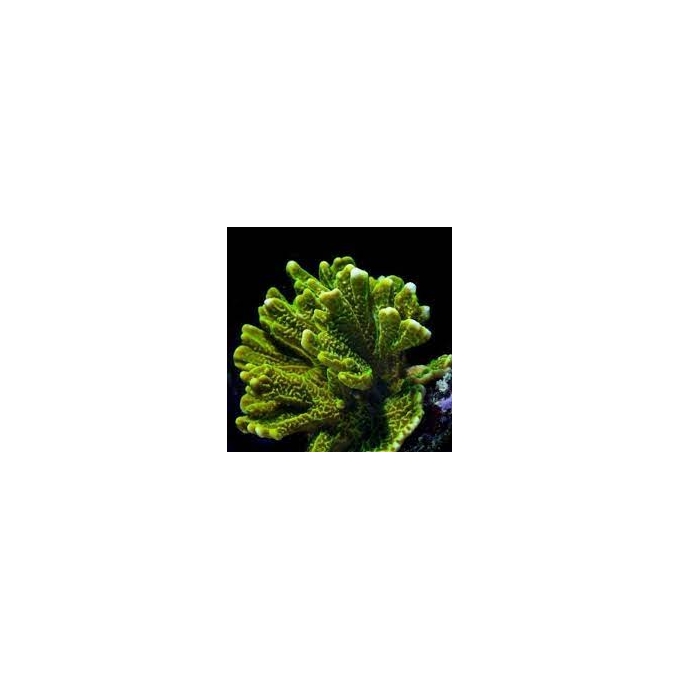 CORAL MONTIPORA CONFUSA PQ