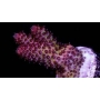 coral acropora red planet pq