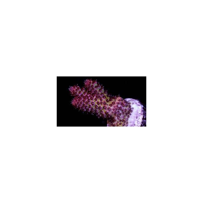 coral acropora red planet pq