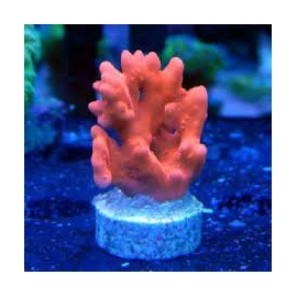 coral montipora setosa md