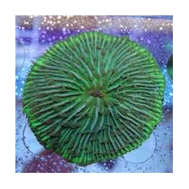 coral plate green md/gr