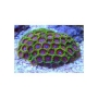 coral zoanthus watermelon gr