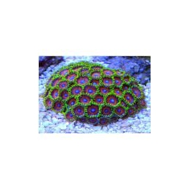 coral zoanthus watermelon gr