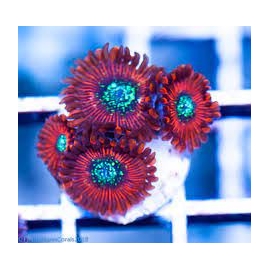 coral zoanthus magician 13 bocas