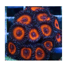 CORAL PALYTHOA ARMOU OF GOD PQ