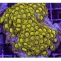 coral zoanthus midas pq