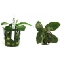 planta n anubias barteri nana petite tk