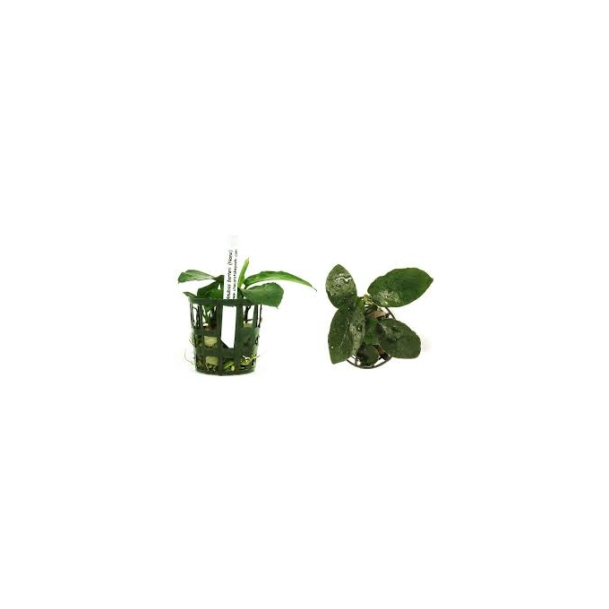 planta n anubias barteri nana petite tk