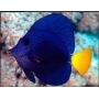 tang purple peq