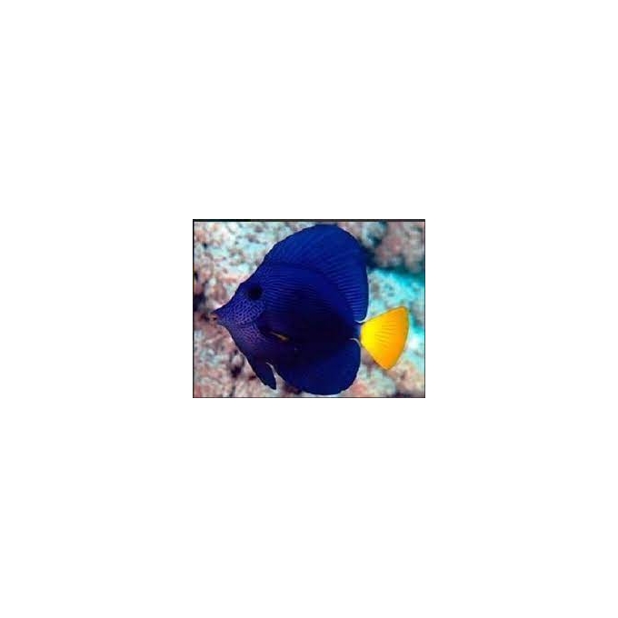 tang purple peq