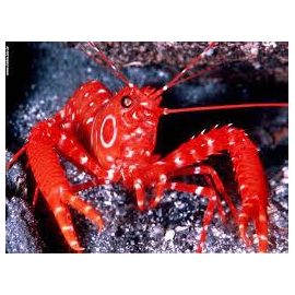 lagosta red lobster