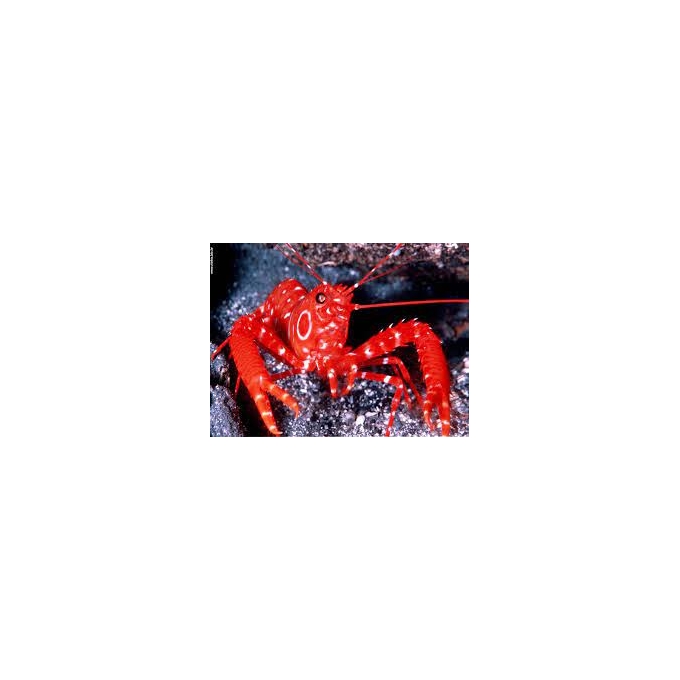 lagosta red lobster