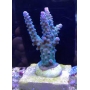 coral acropora blueberry pq
