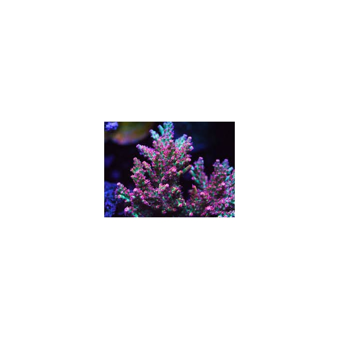 coral acropora shortcake purple md