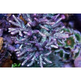 coral acropora subulata purple md