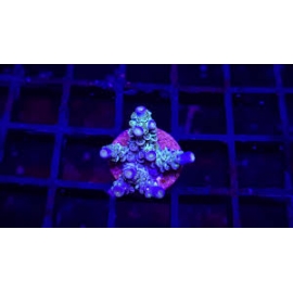 CORAL ACROPORA TENUIS HOMEWRECKER MD