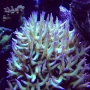 coral seriatopora ponapem pq 