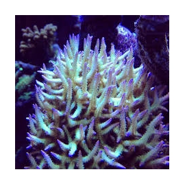 coral seriatopora ponapem pq 