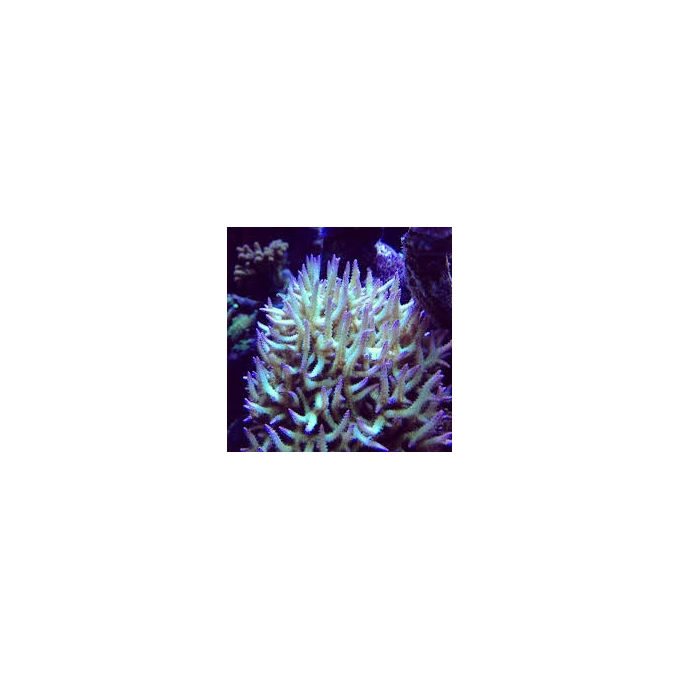 coral seriatopora ponapem pq 