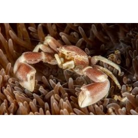 caranguejo porcelana