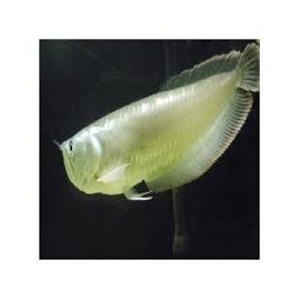 aruana prata 35cm