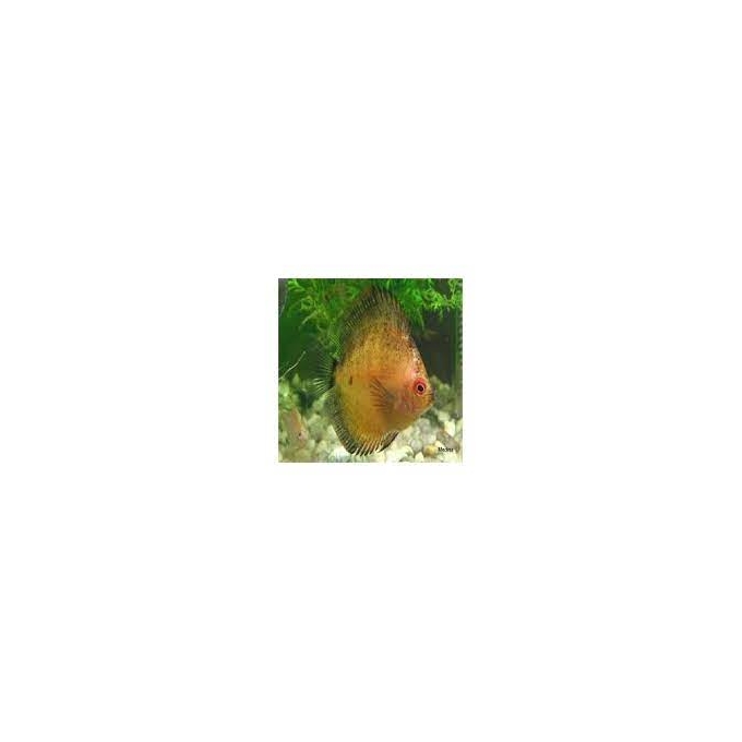 acara disco pigeon blood md