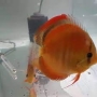 acara disco ghost gr