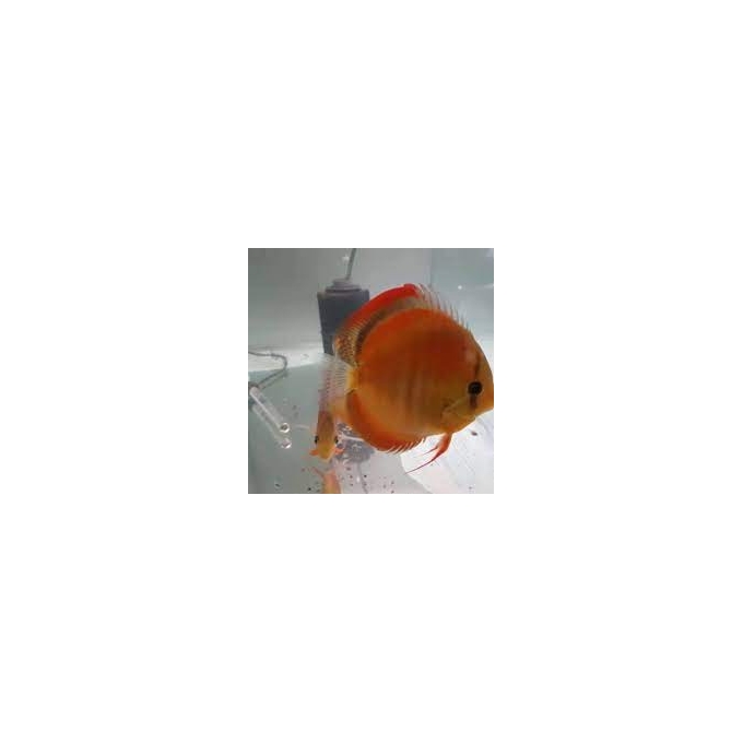 acara disco ghost gr