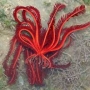 blood red feather sea lilly md