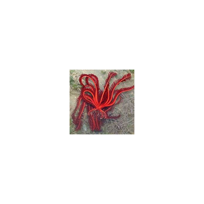 blood red feather sea lilly md