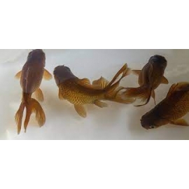 kinguio oranda cha md