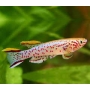 killifish jos plateau endere casal