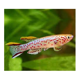 killifish jos plateau endere casal