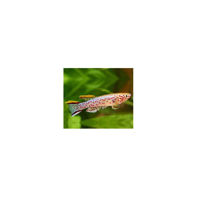 killifish jos plateau endere casal