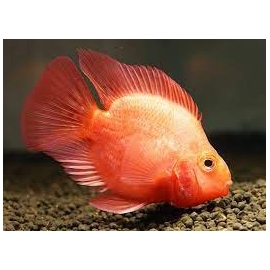 papagaio red vermelho gr