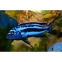 cicl melanochromis auratus maingano pq