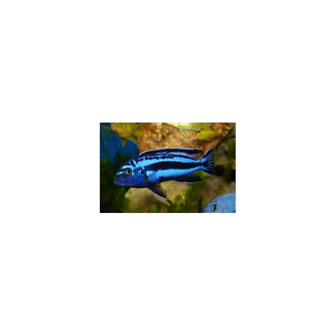 cicl melanochromis auratus maingano pq