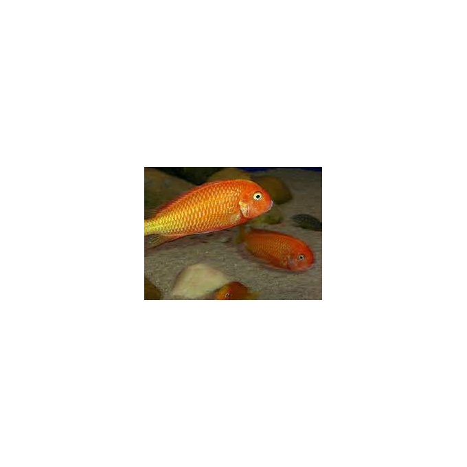 cicl tropheus caramba mtz