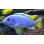 Cicl GHEPHYROCHROMIS MOORI