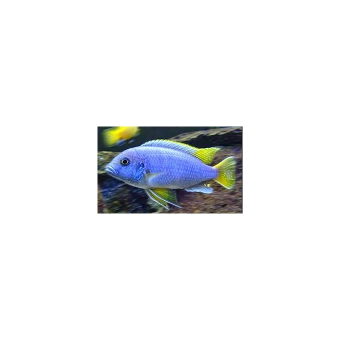Cicl GHEPHYROCHROMIS MOORI