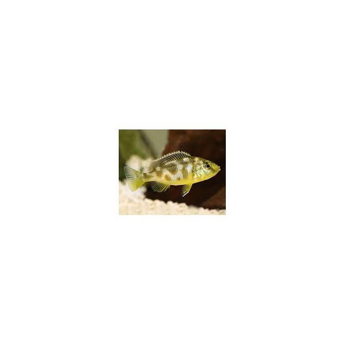 Cicl Haplochromis Venustus Pq