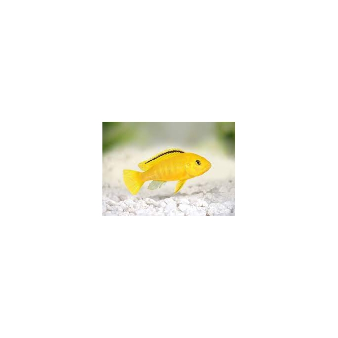 Cicl Labidochromis Yellow Pq