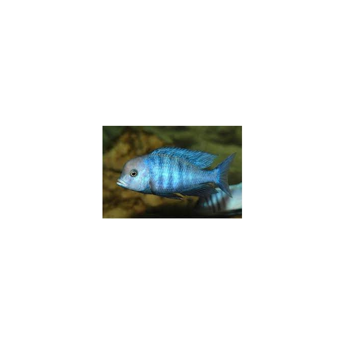 cicl cyrtocara moori pq