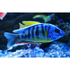 Cicl Tawian Reef Cichlid