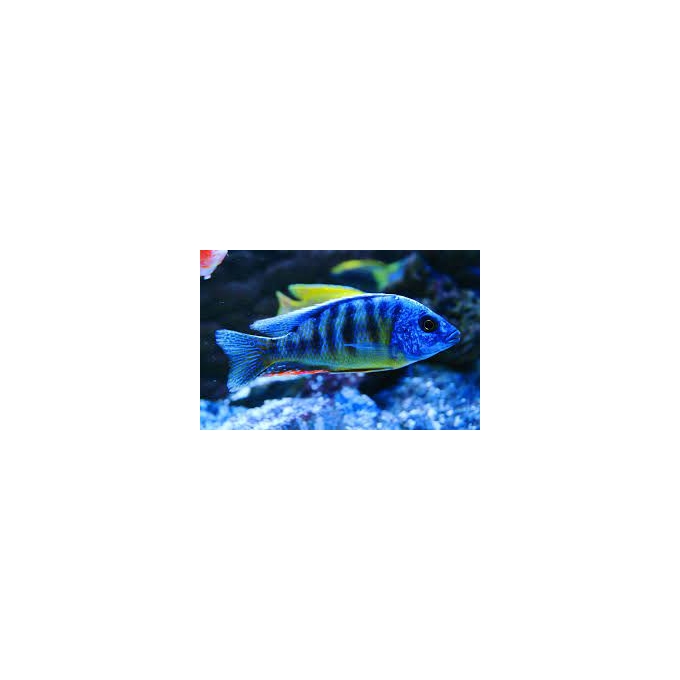 Cicl Tawian Reef Cichlid