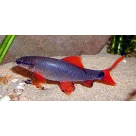 labeo frenatus gr